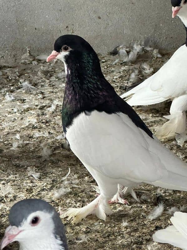 fancy pigeons and mix pigeon 12