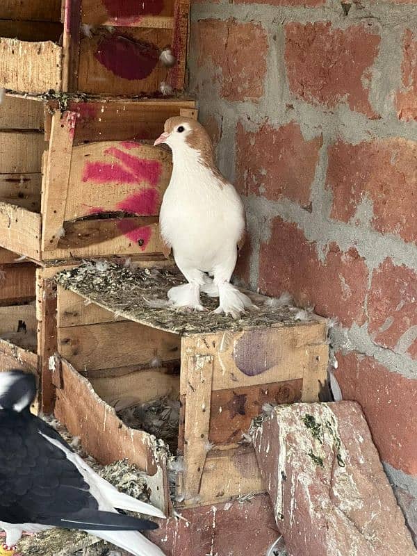 fancy pigeons and mix pigeon 13