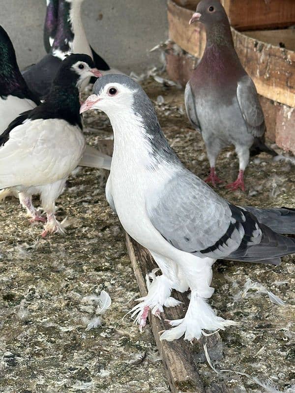 fancy pigeons and mix pigeon 16