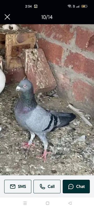 fancy pigeons and mix pigeon 17