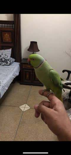 green parrot handtamed male