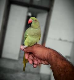 Green Parrot Tamed Female