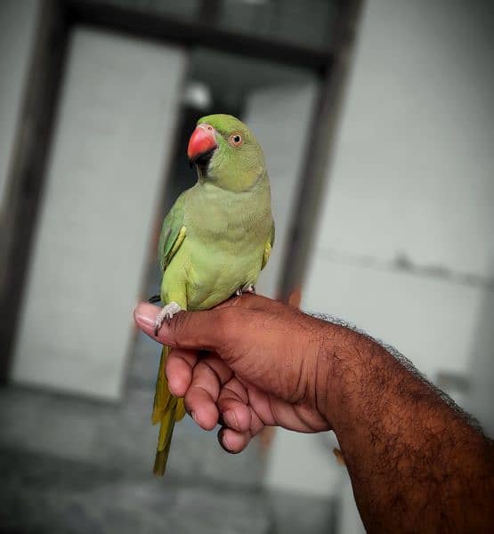 Green Parrot Tamed Female 0