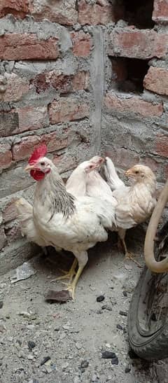 pure desi hen