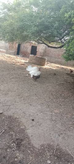 turkey breeder for sale. . male