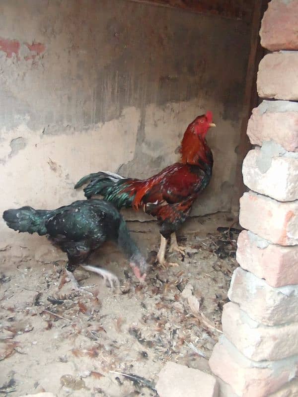 3 piece available egg laying ha jis bhi ni lani ho rabta 03221710962 1