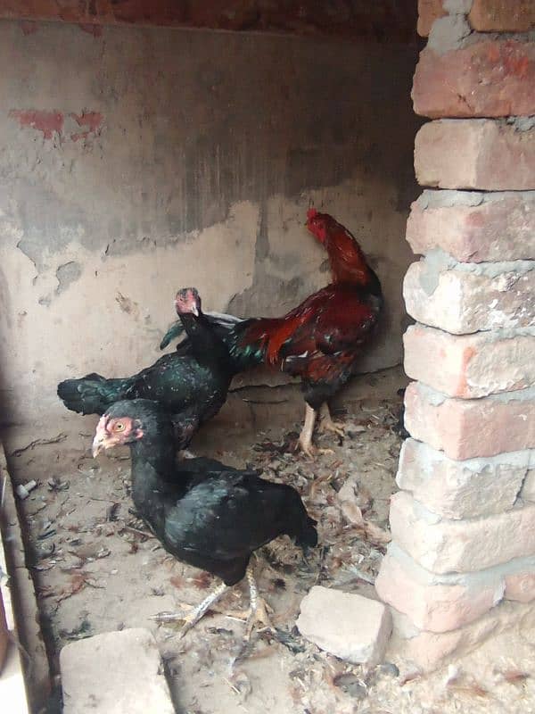 3 piece available egg laying ha jis bhi ni lani ho rabta 03221710962 2