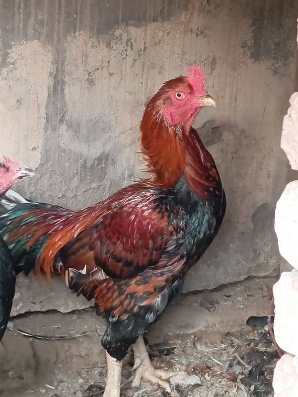 3 piece available egg laying ha jis bhi ni lani ho rabta 03221710962 3