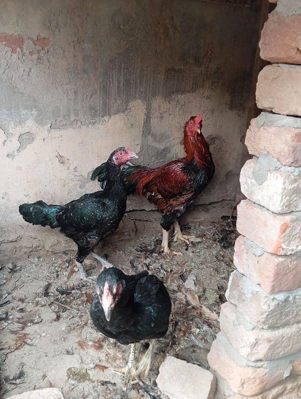 3 piece available egg laying ha jis bhi ni lani ho rabta 03221710962 4