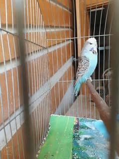 budgie exhibition