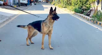 German shepherd 03234696626