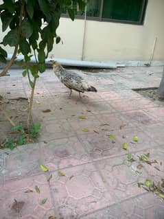 White peacock