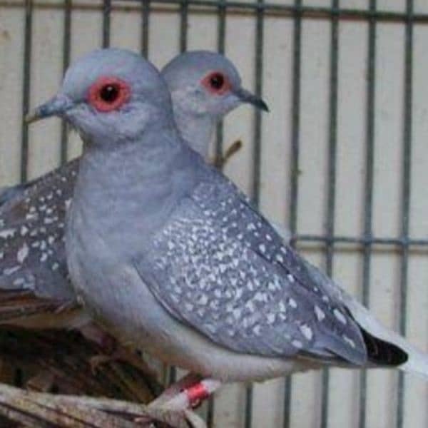 5 Breeder Diamond Dove Pairs, final price no discount 0