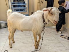 tayda breader bakra