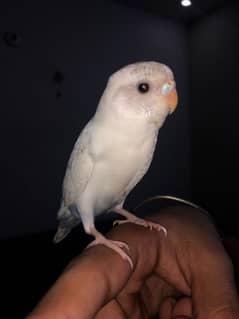 Fully hand tamed budgie for sale no biting