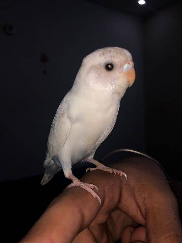 Fully hand tamed budgie for sale no biting 0