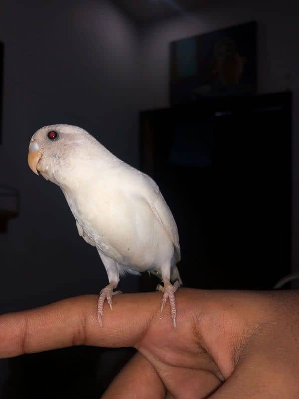 Fully hand tamed budgie for sale no biting 1