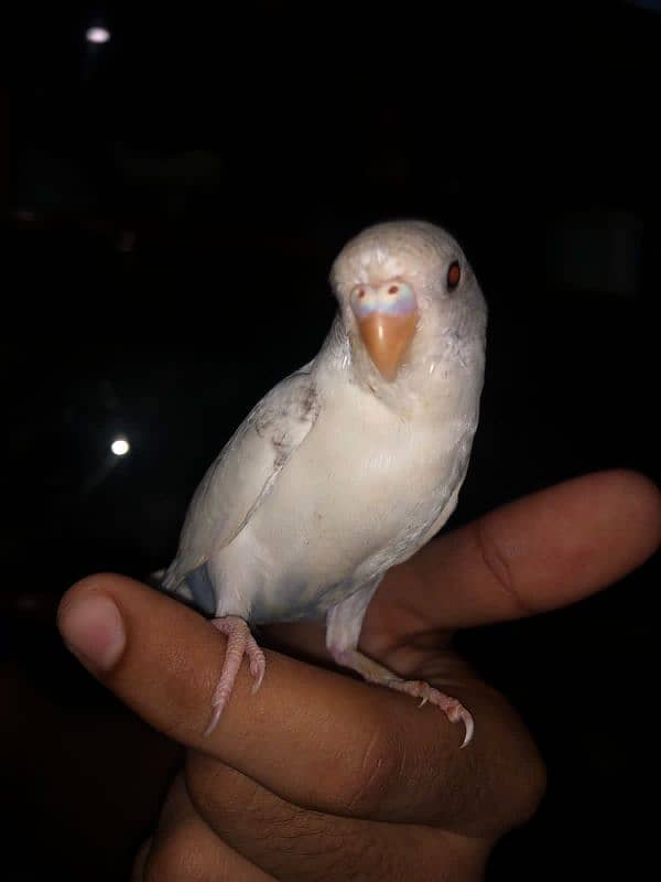 Fully hand tamed budgie for sale no biting 2