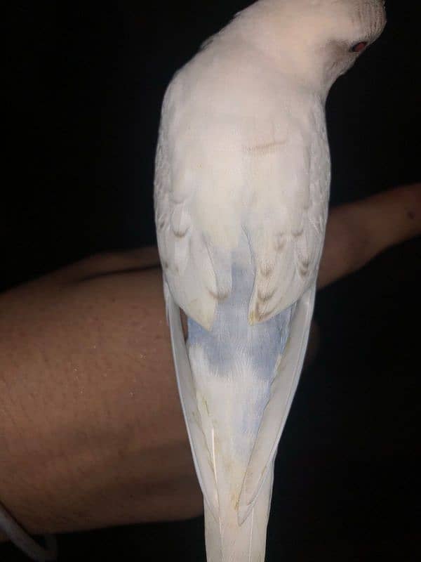 Fully hand tamed budgie for sale no biting 3