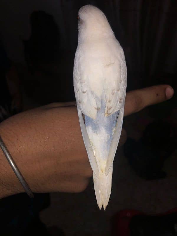 Fully hand tamed budgie for sale no biting 4