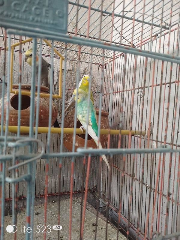 cockteil parrot for sale 0