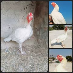 high quality paper white heera male