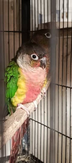 Conure Breeder pair for sale