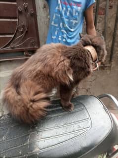 Persian cat for sale