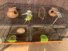 Australian king size parrots with cage