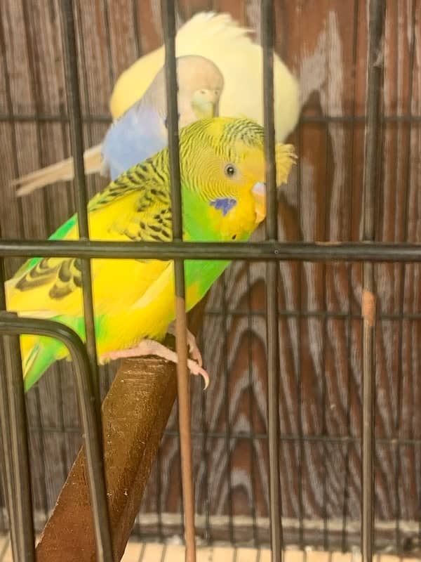 Australian king size parrots with cage 4