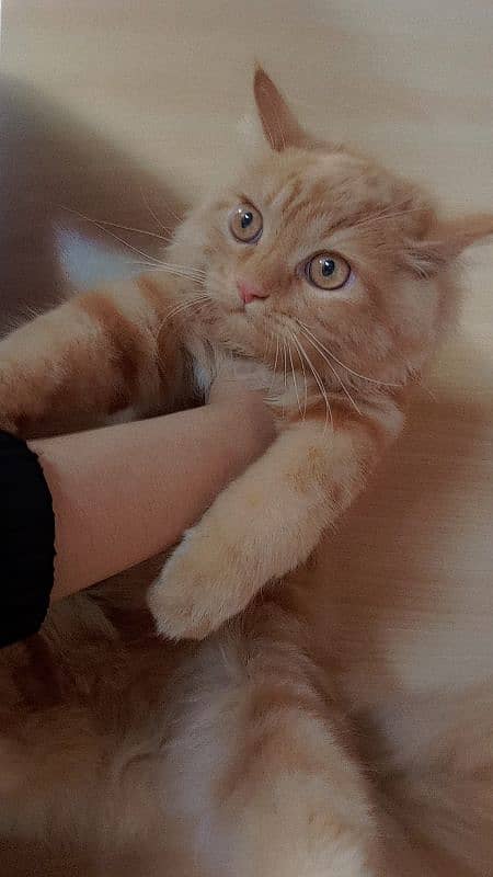 Persian male kitten for sale 1