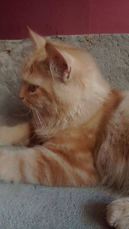 Persian male kitten for sale 2