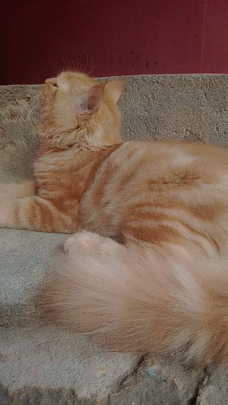 Persian male kitten for sale 3