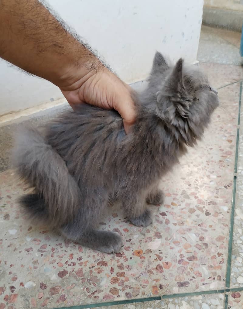 Persian kitten 2