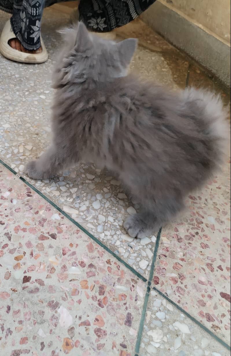 Persian kitten 5