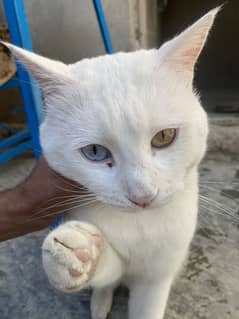 Khao Manee (persian)  cat breed  full white with different eye colour