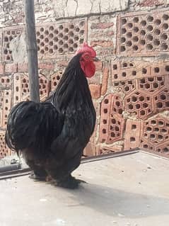 bantam male health and active fast contact