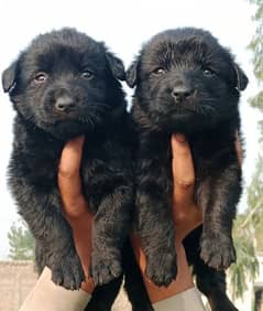 German Shepherd long coat pair/ German Shepherd puppies for sale