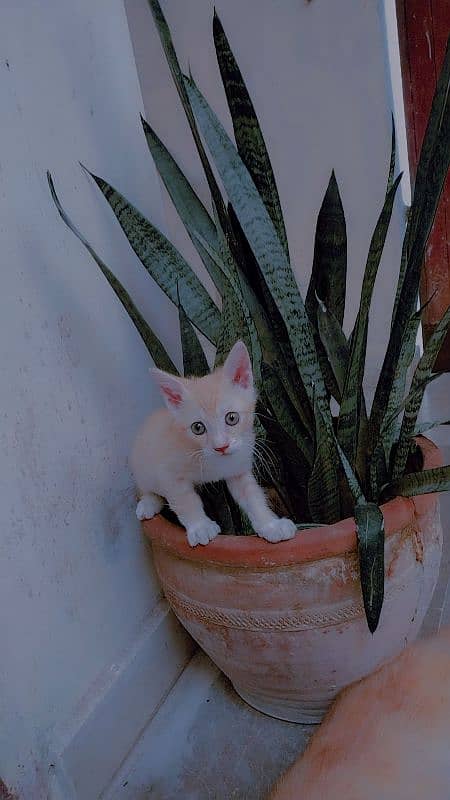 parshoin cats female and child 1