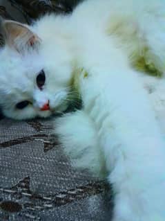 Persian double coated fully white age 1 year only Price 30k Only