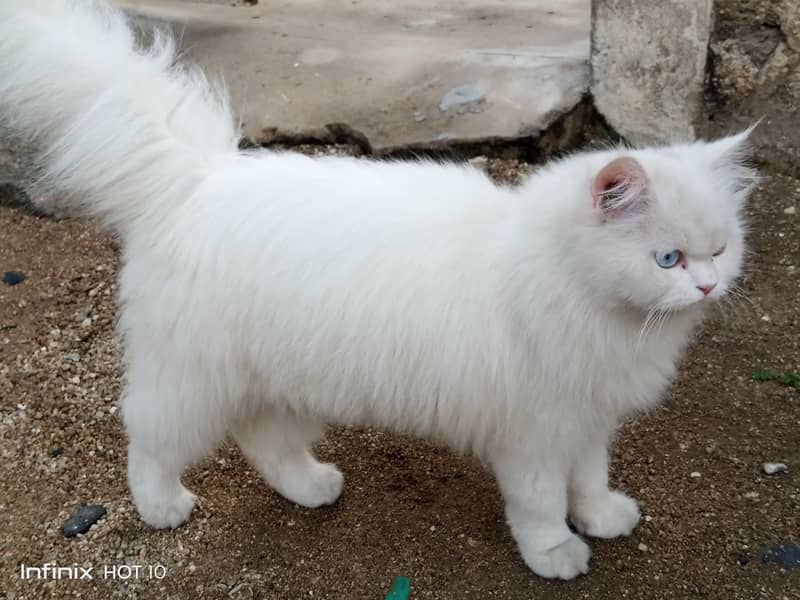 Persian double coated fully white age 1 year only Price 30k Only 1