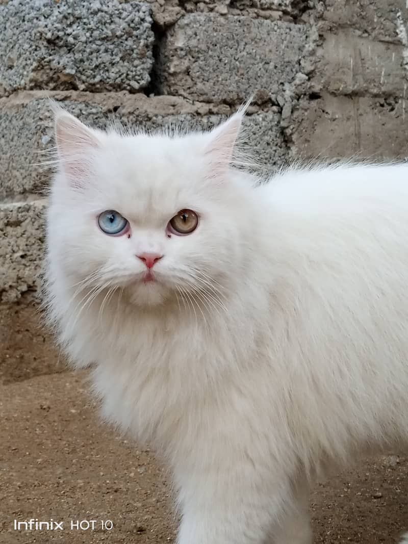 Persian double coated fully white age 1 year only Price 30k Only 2