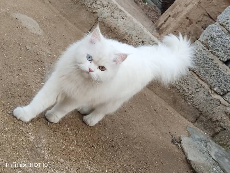 Persian double coated fully white age 1 year only Price 30k Only 3