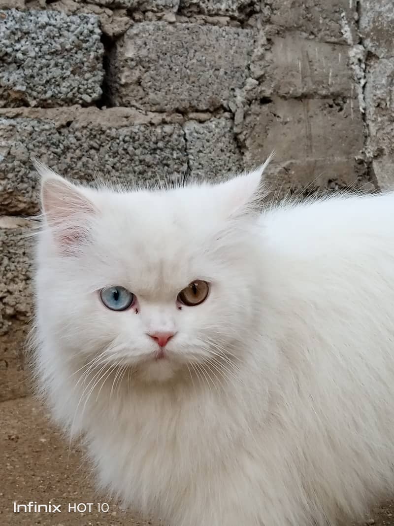 Persian double coated fully white age 1 year only Price 30k Only 4