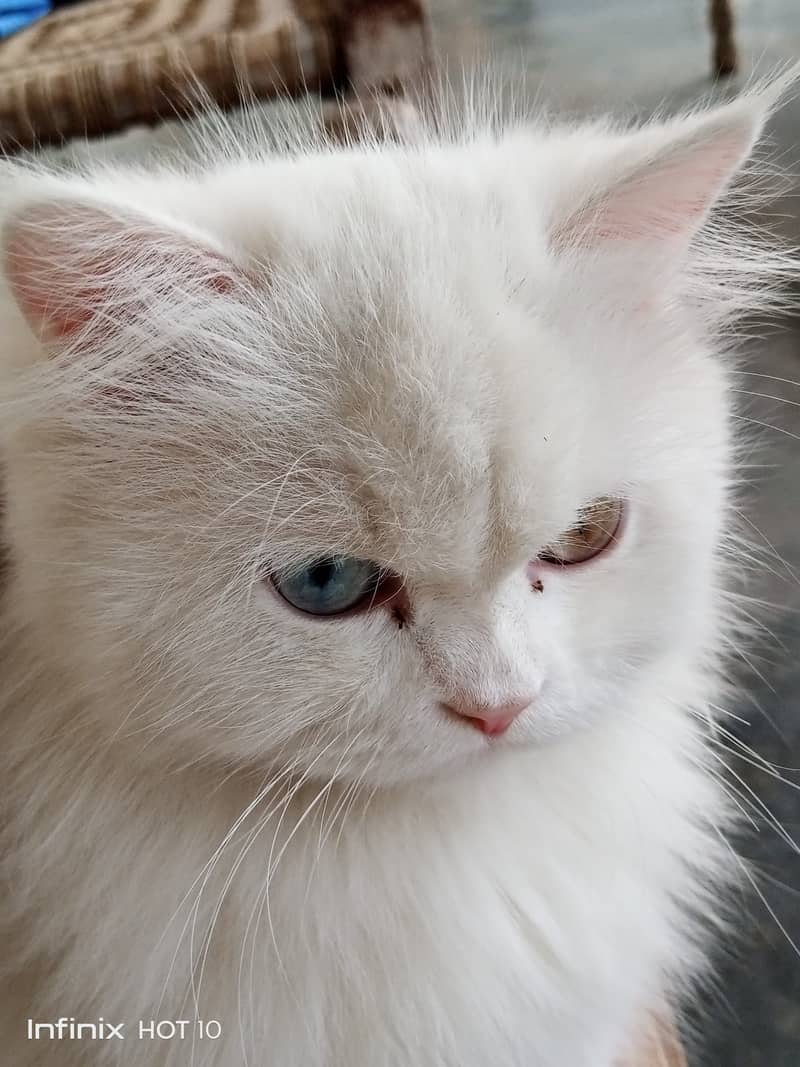 Persian double coated fully white age 1 year only Price 30k Only 5