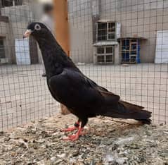 pigeon kamgar salatha 'zakh female argent sale ?