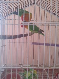 2 parrot han our breeder han