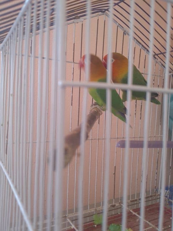 2 parrot han our breeder han 1