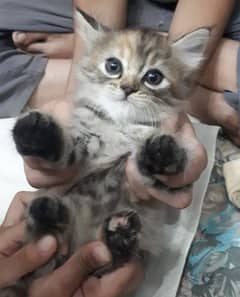 Persian female kitten