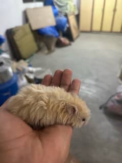 Cute female hamster 2.5 months